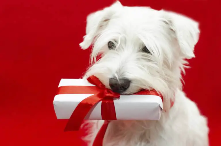 Tech Gifts for Pet Lovers